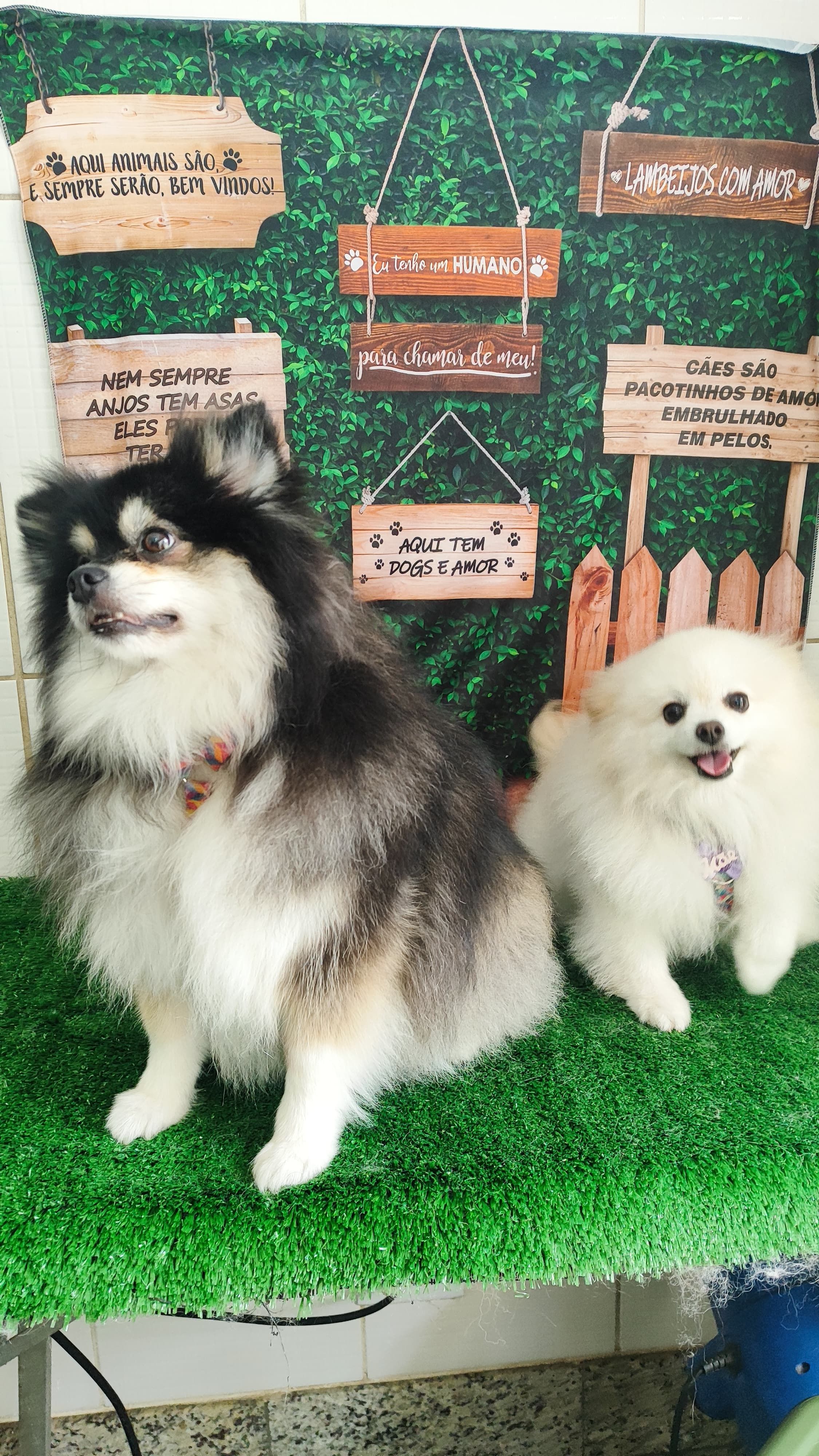 Dois lulus da pomerânia lado a lado no cenário de fotos da Zootopet