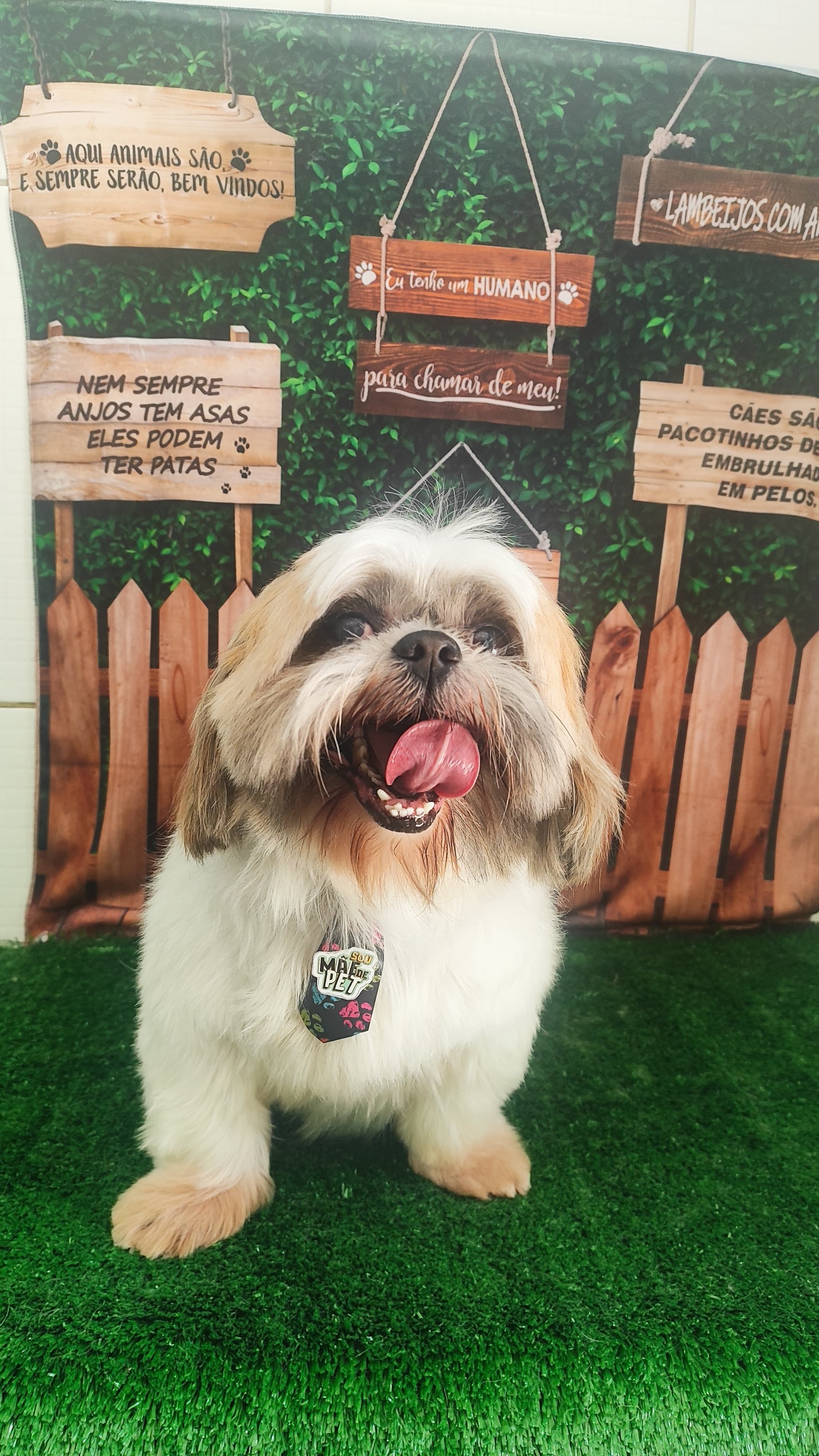Shih tzu com laço no cenário de fotos da Zootopet