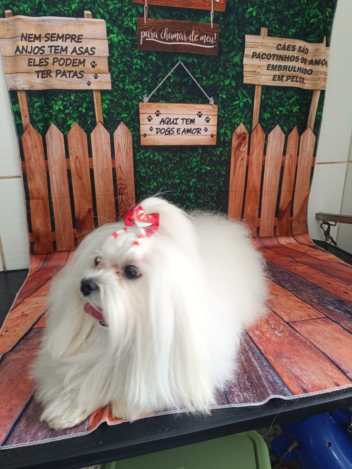 Maltês branco escovado e com laço vermelho após o banho na Zootopet