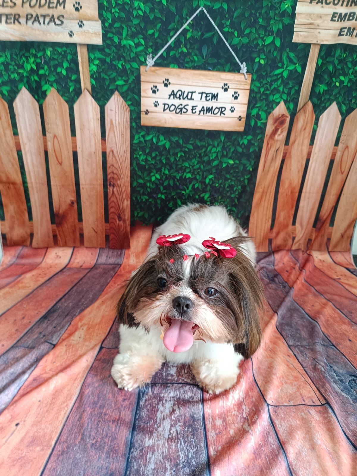 Shih tzu recém-tosado na tesoura, com laços vermelhos