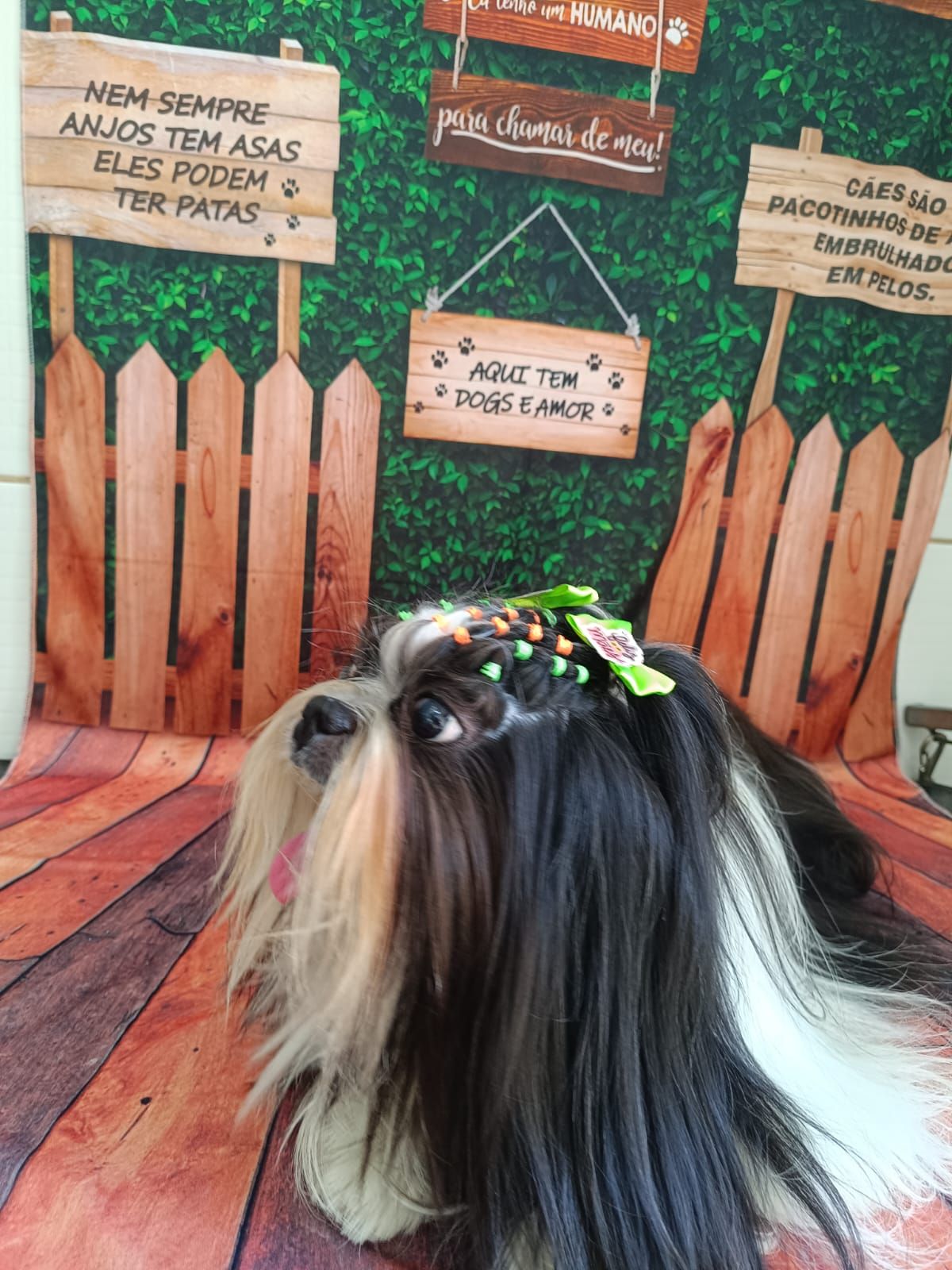 Shih tzu de pelo longo com laços, depois do banho na Zootopet