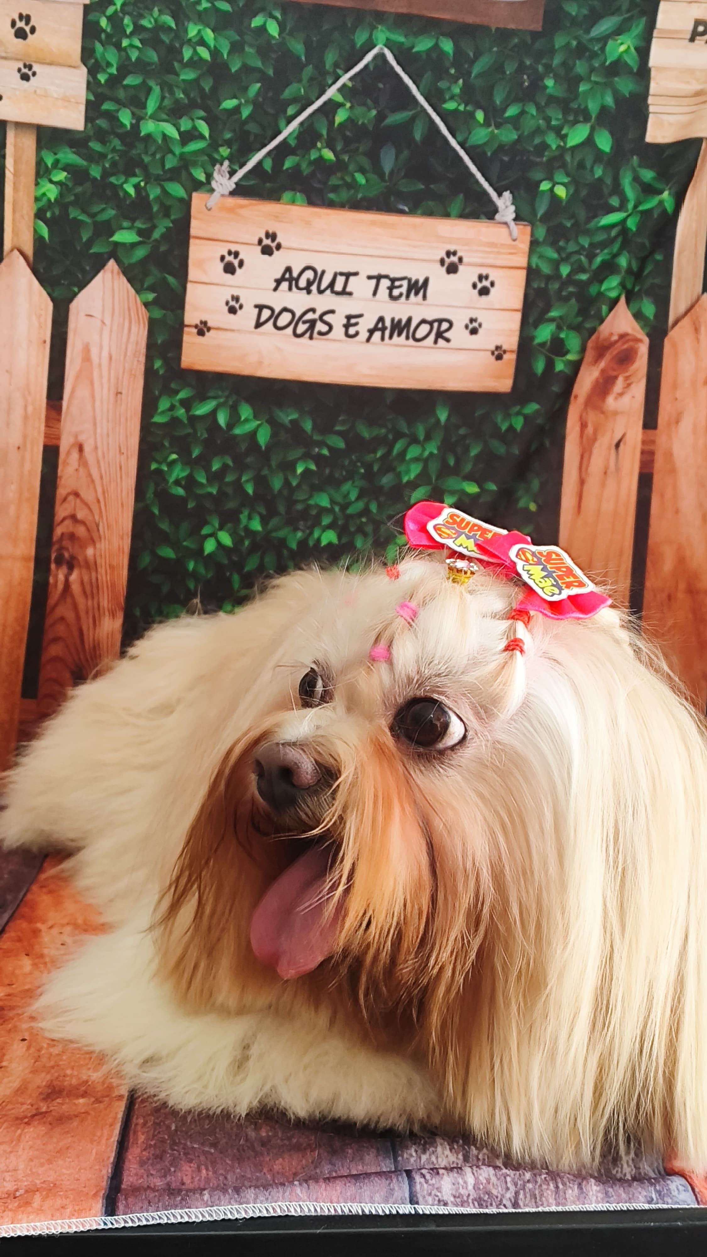 Lhasa apso com laço — banho e tosa da Zootopet