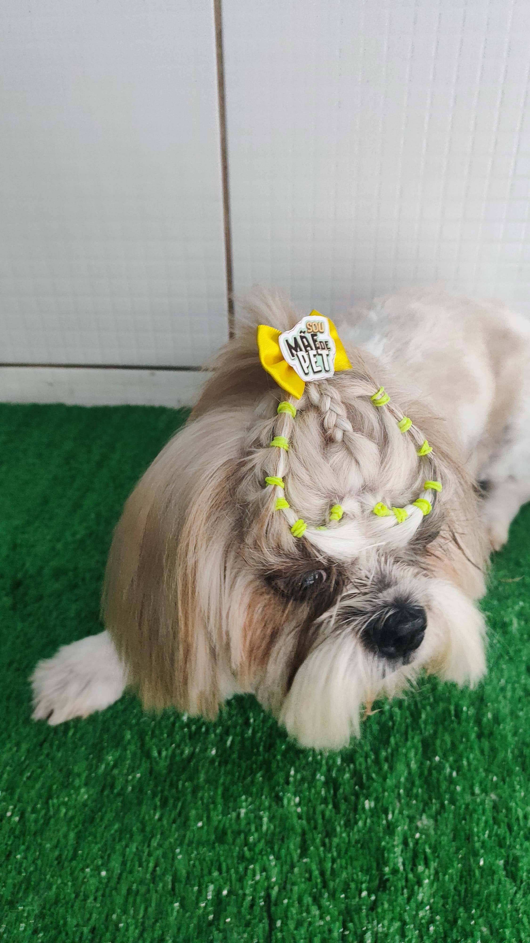 Banho e escovação — banho e tosa da Zootopet